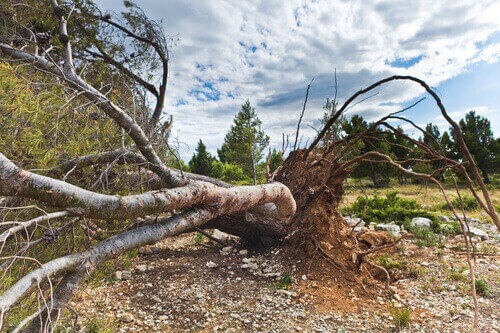 Tropical Storm Fay